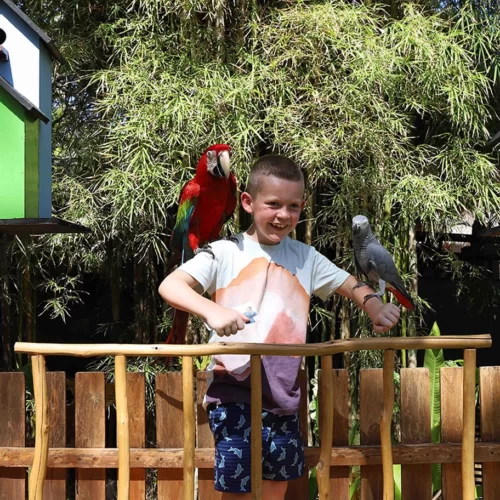 Bird Show at Melia Bali